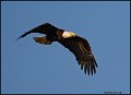 _0SB0588 american bald eagle